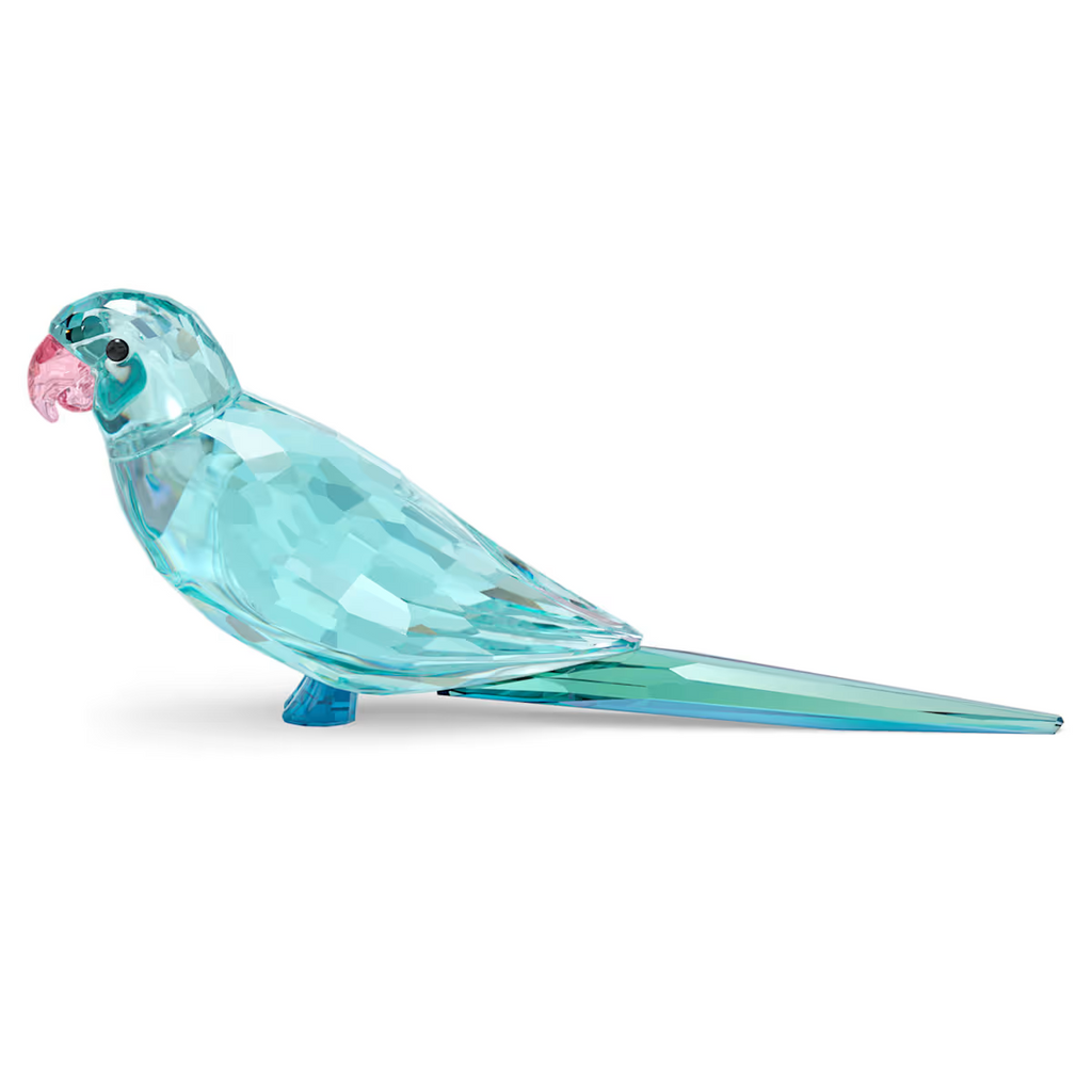 Blue Parakeet