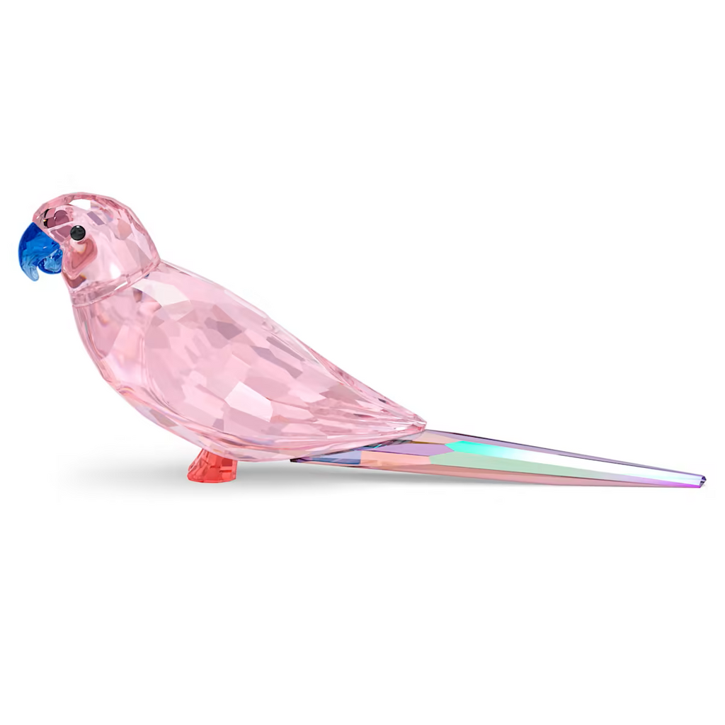 Pink Parakeet