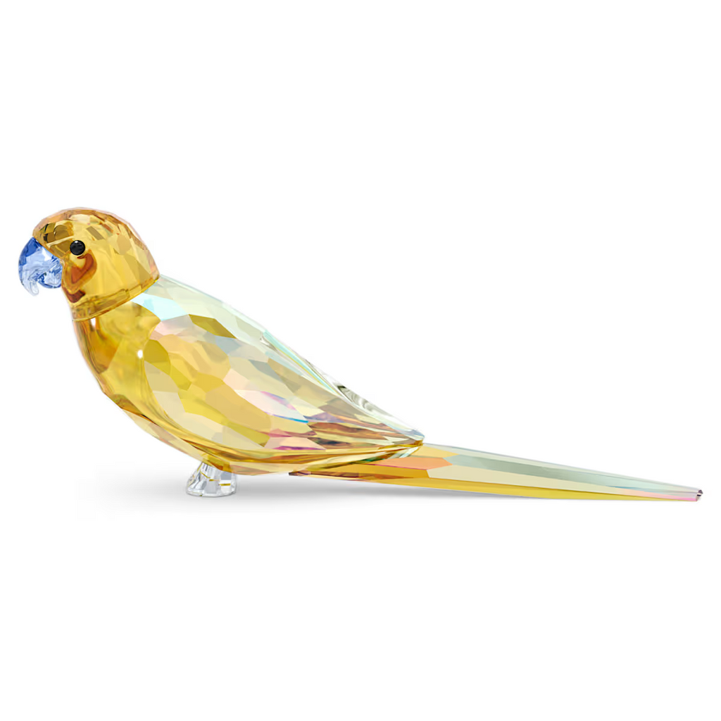 Yellow Parakeet