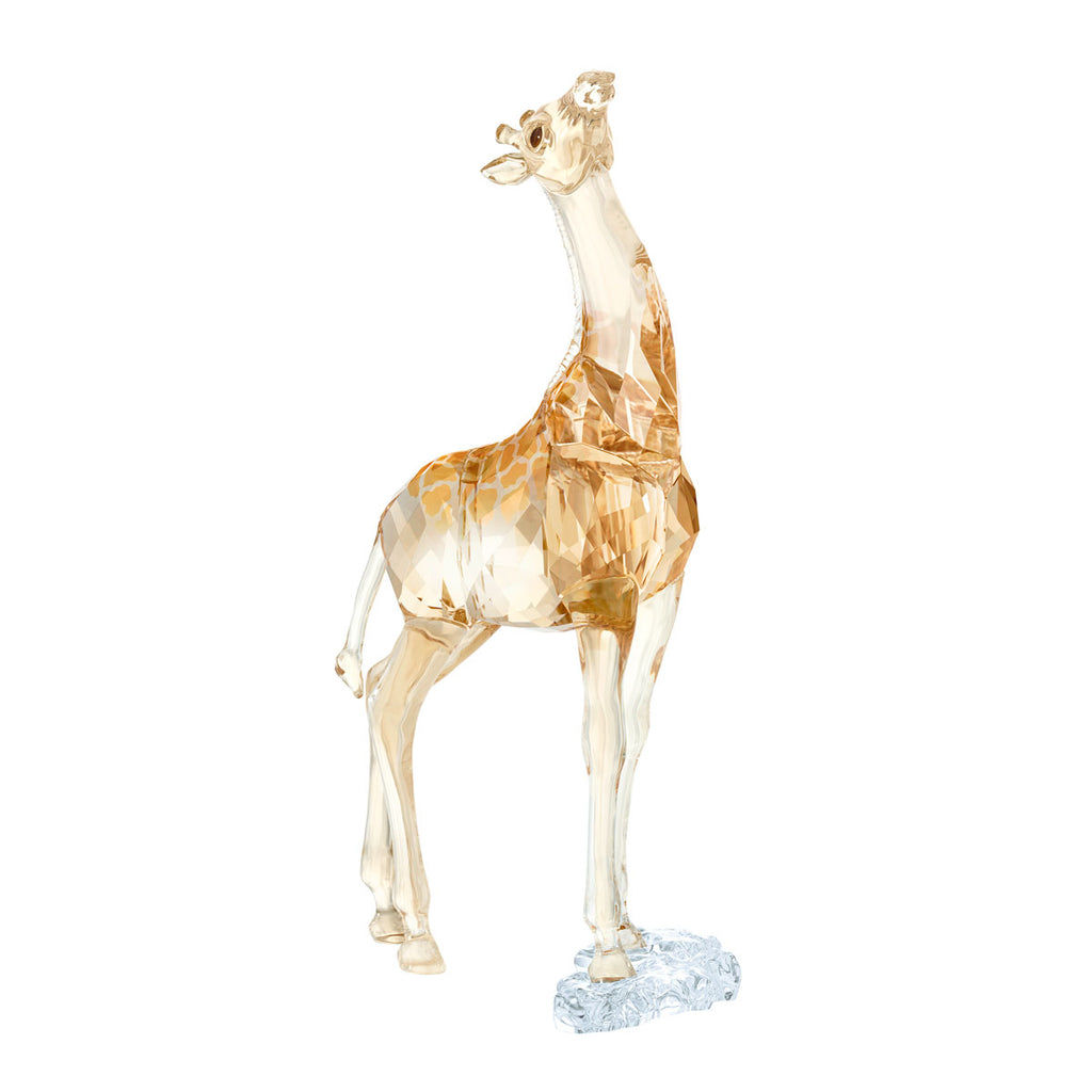 Baby Giraffe - SCS Member Piece